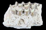 Oreodont Jaw Section With Teeth - South Dakota #82189-1